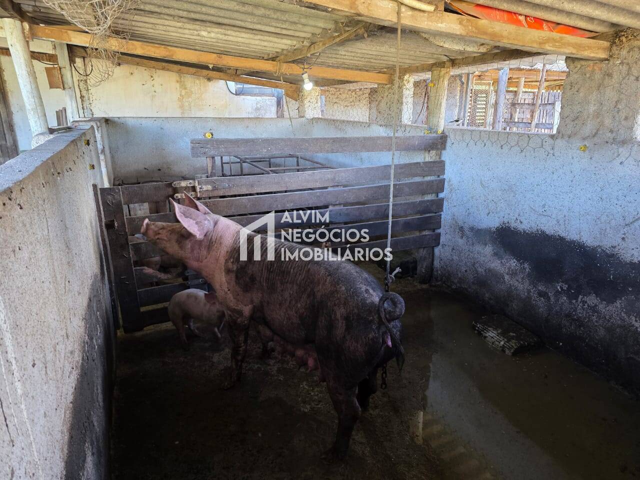 Chácara à venda com 3 quartos, 53000m² - Foto 18