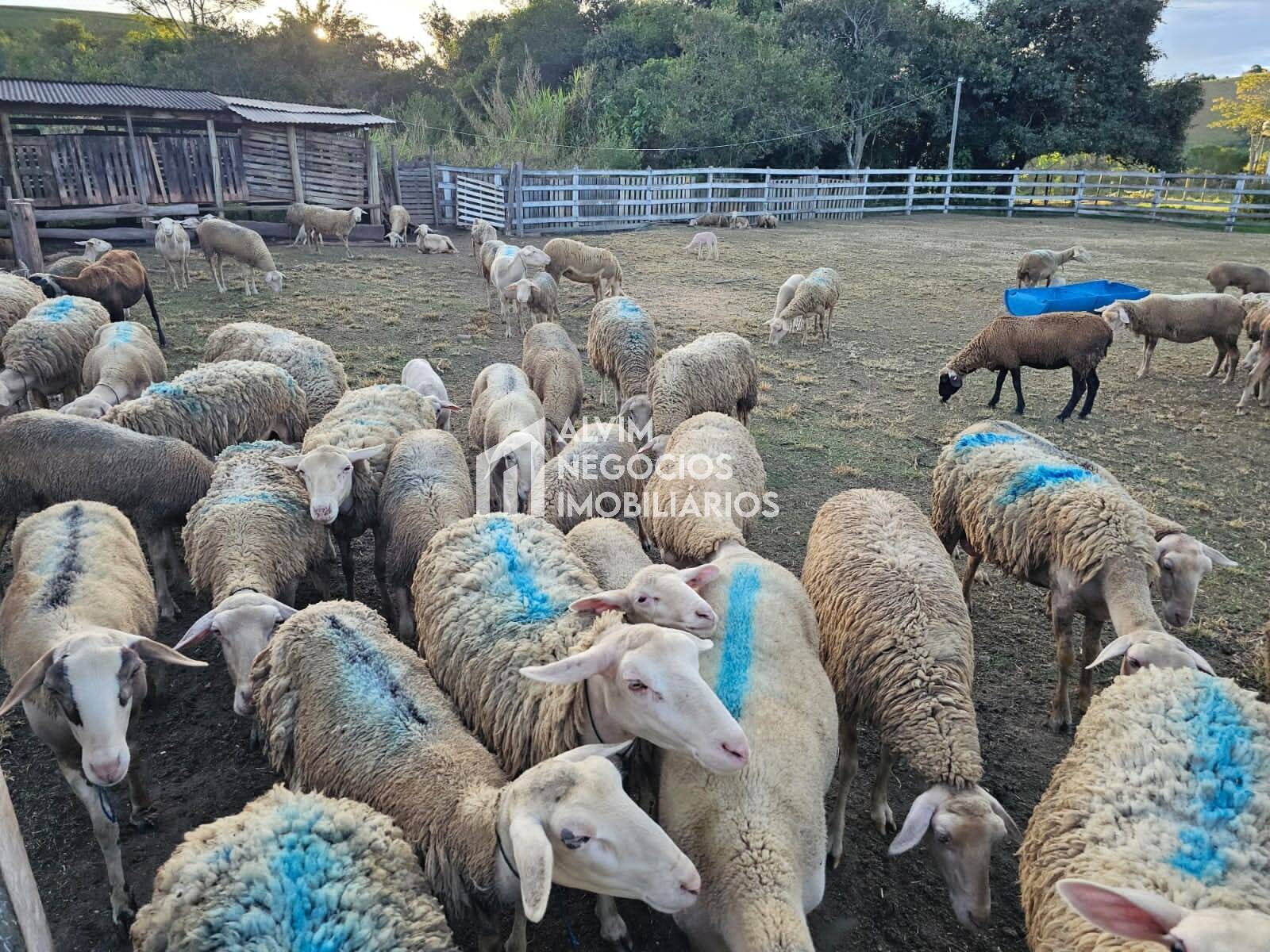 Chácara à venda com 3 quartos, 53000m² - Foto 39