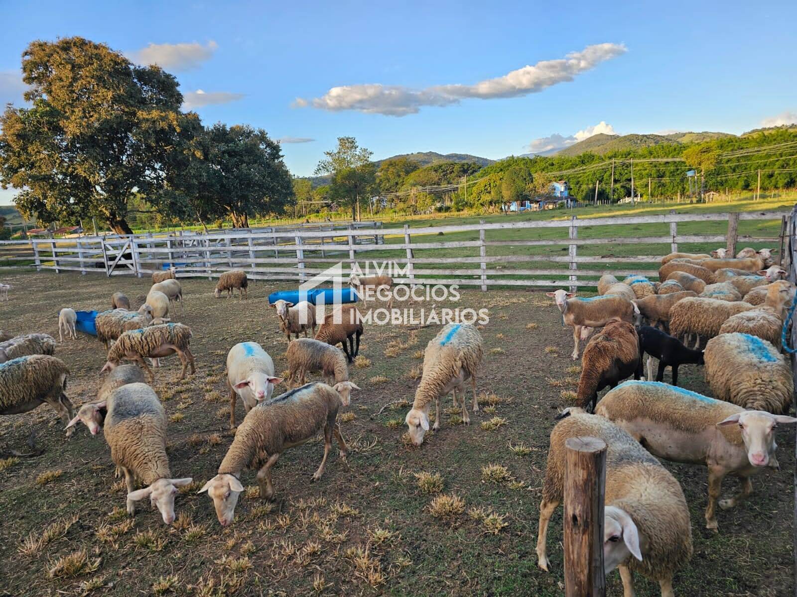 Chácara à venda com 3 quartos, 53000m² - Foto 48