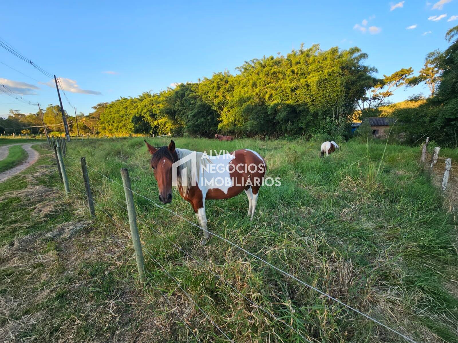 Chácara à venda com 3 quartos, 53000m² - Foto 93