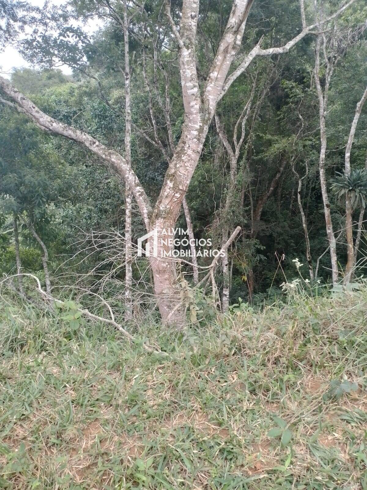 Terreno, 60 hectares - Foto 5